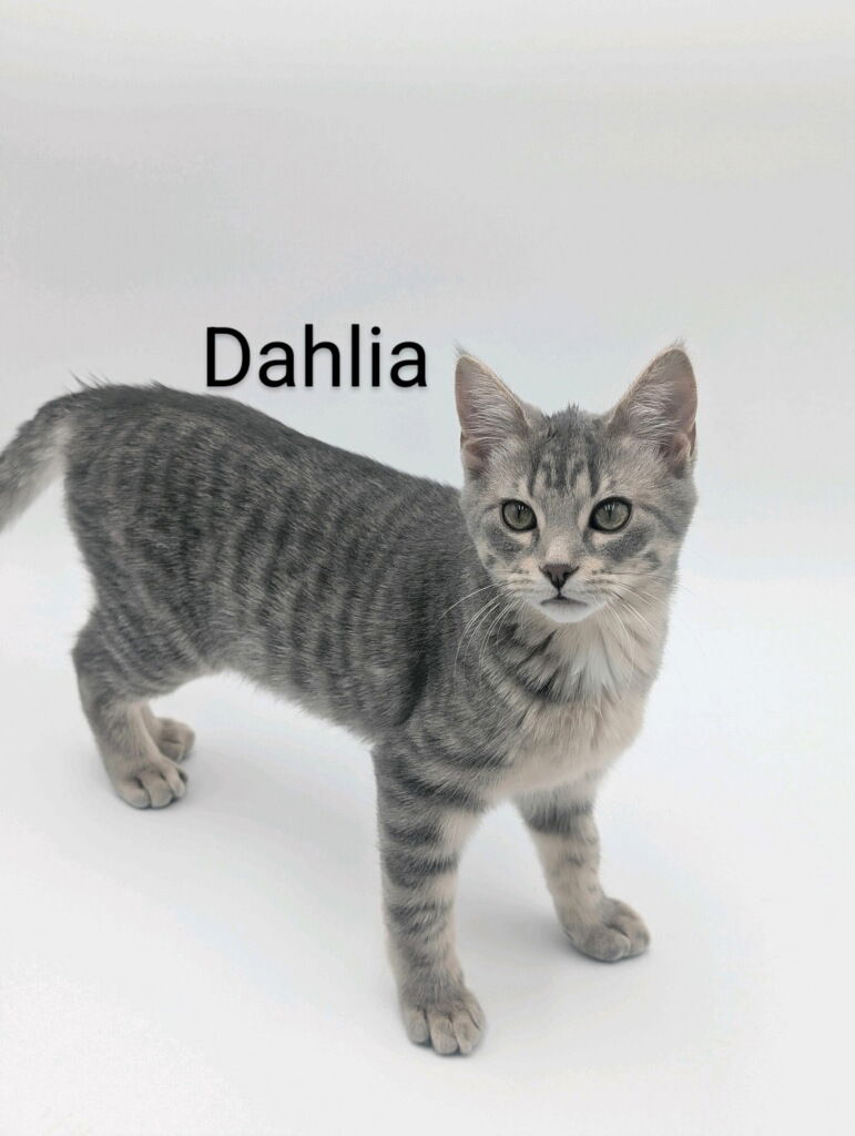 adoptable Cat in Fargo, ND named Dahlia