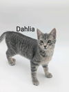 adoptable Cat in , ND named Dahlia