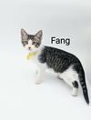 adoptable Cat in Fargo, ND named Fang