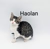 adoptable Cat in Fargo, ND named Haolan