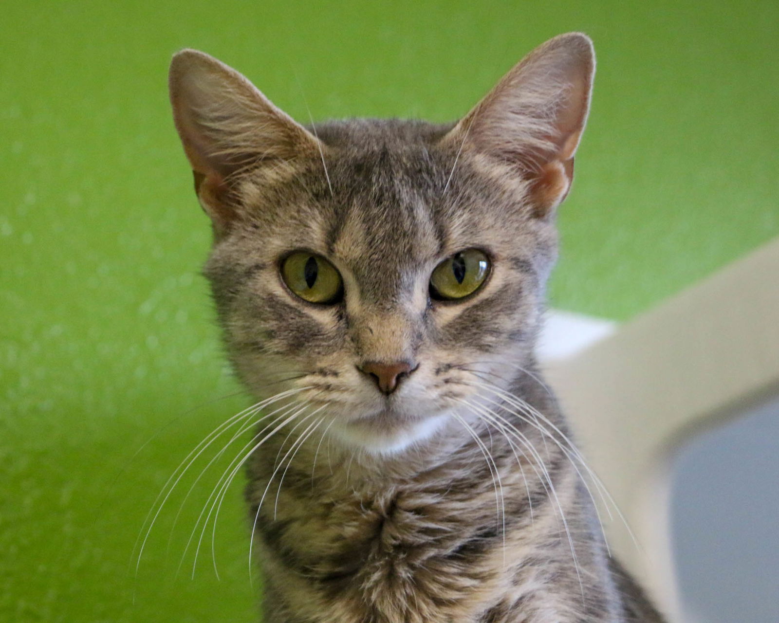 adoptable Cat in Fargo, ND named Hayley