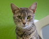 adoptable Cat in , ND named Hayley