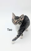 adoptable Cat in , ND named Tao