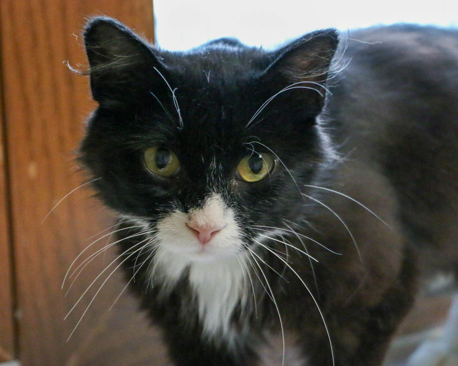 adoptable Cat in Fargo, ND named Tiffany