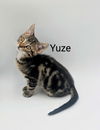 adoptable Cat in Fargo, ND named Yuze