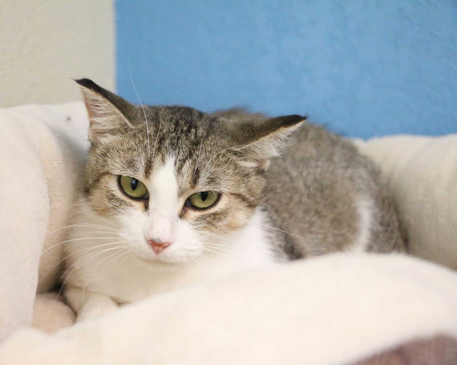 adoptable Cat in Fargo, ND named Daisy Duck