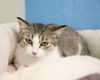 adoptable Cat in , ND named Daisy Duck