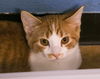 adoptable Cat in , ND named Todd Pocket