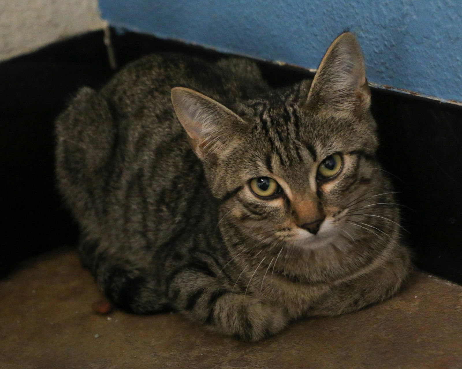 adoptable Cat in Fargo, ND named Bowser