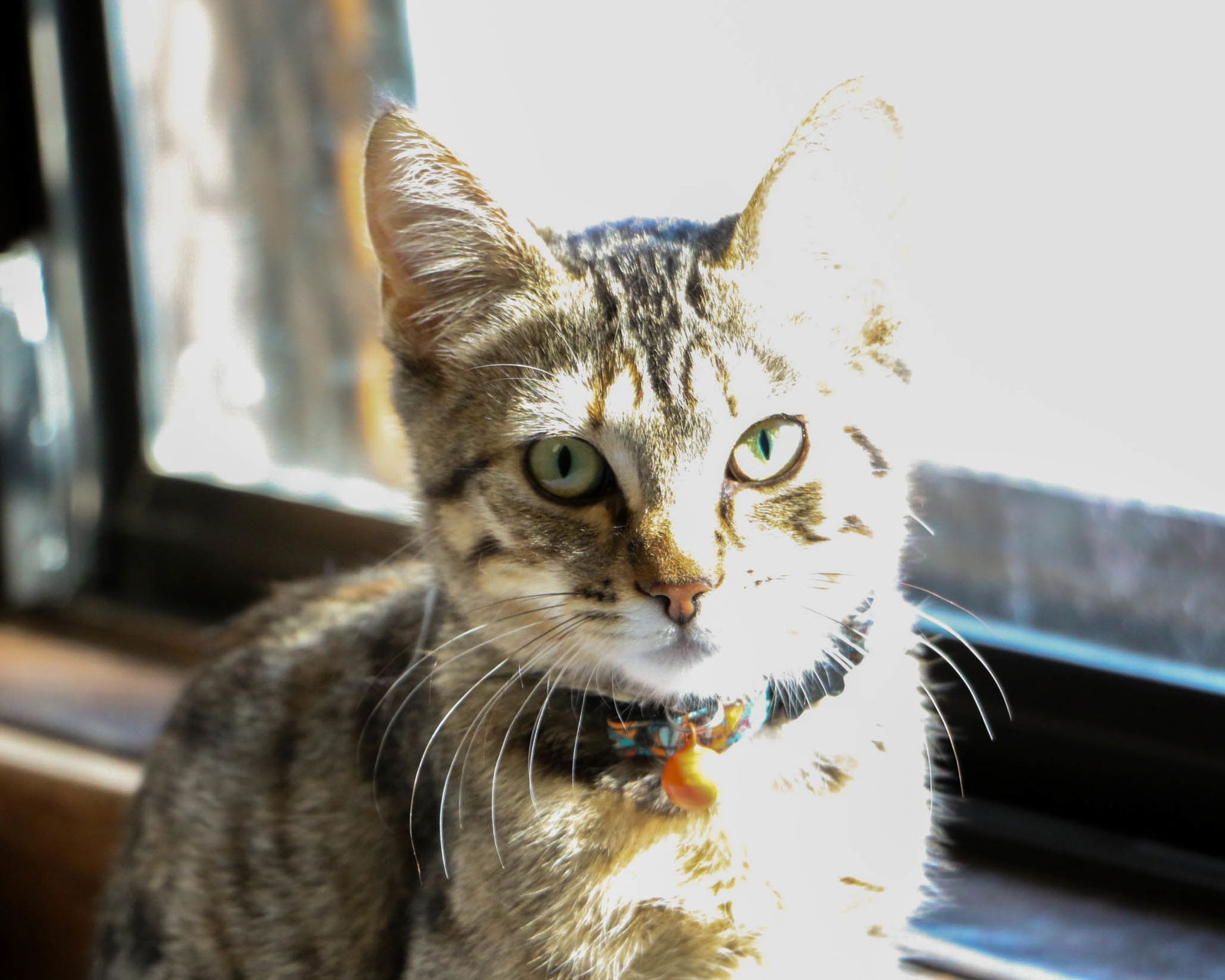 adoptable Cat in Fargo, ND named Princess Rosalina