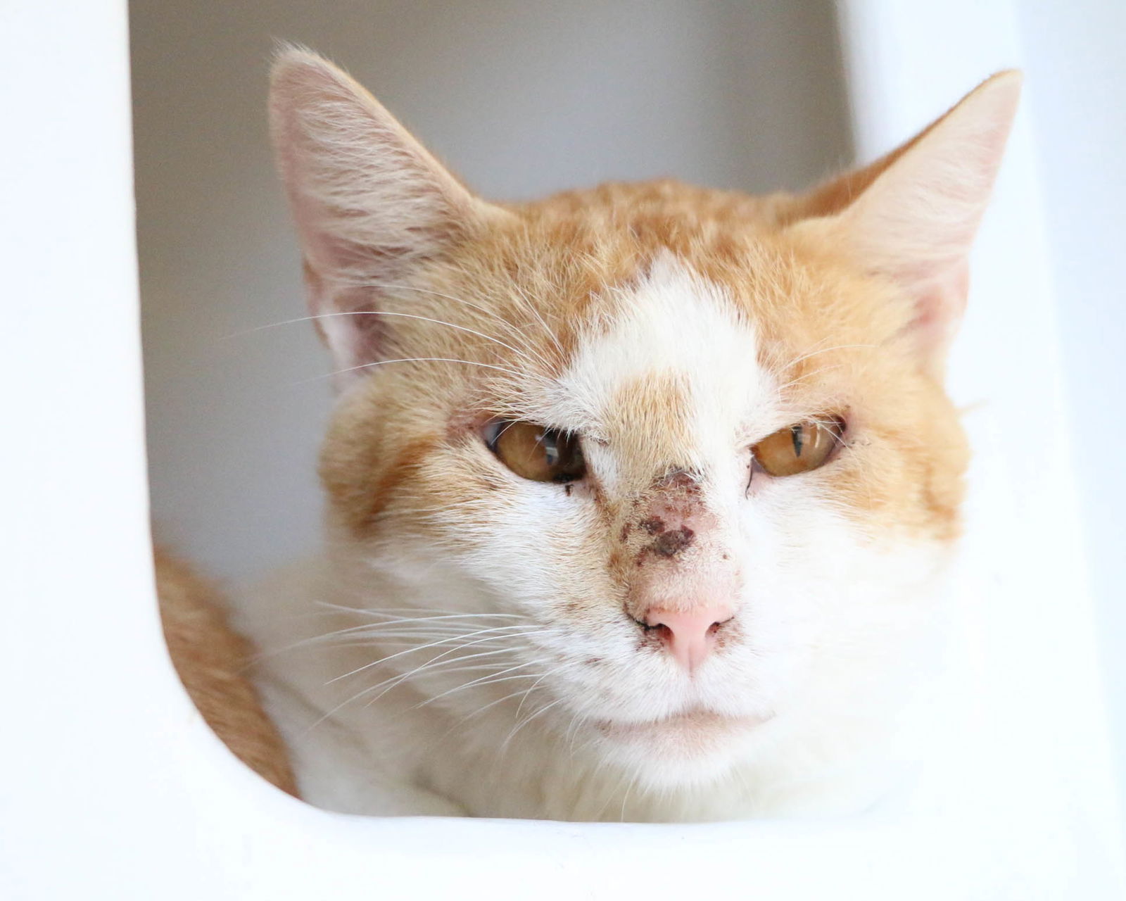 adoptable Cat in Fargo, ND named Caleb