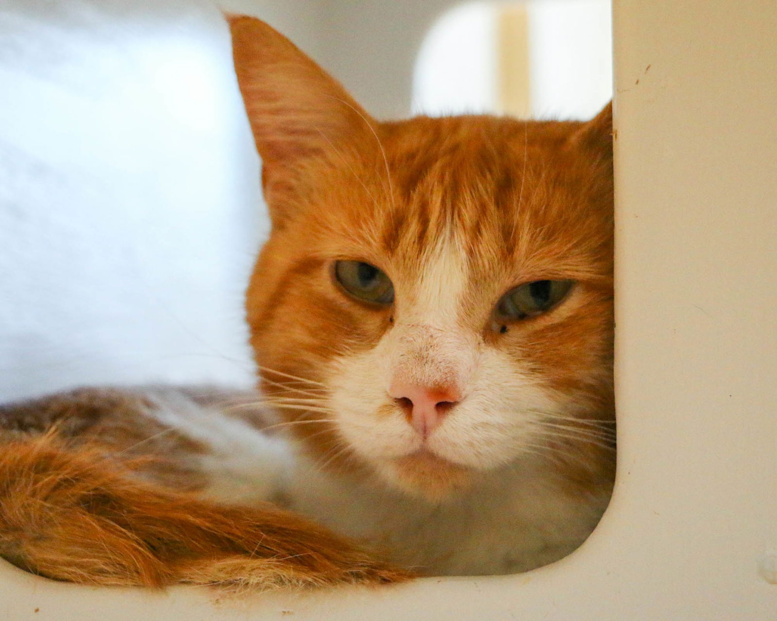 adoptable Cat in Fargo, ND named Goldwin