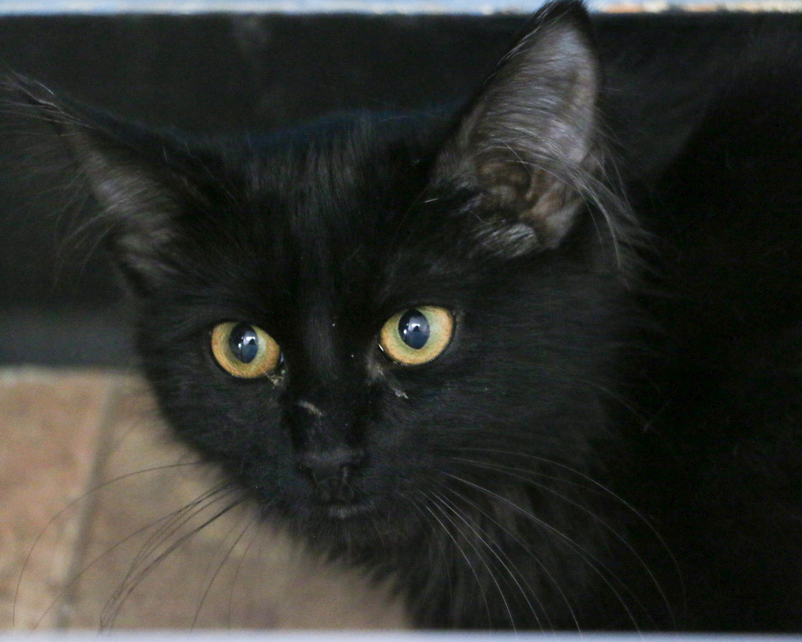 adoptable Cat in Fargo, ND named Helen