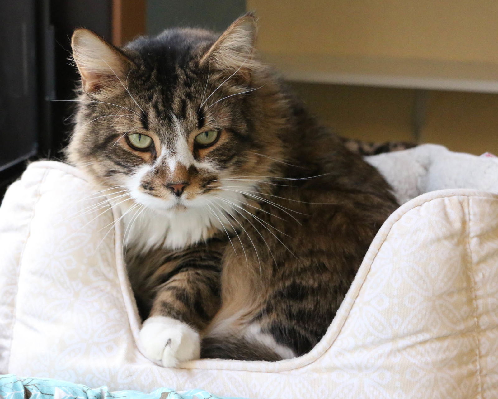 adoptable Cat in Fargo, ND named Goose