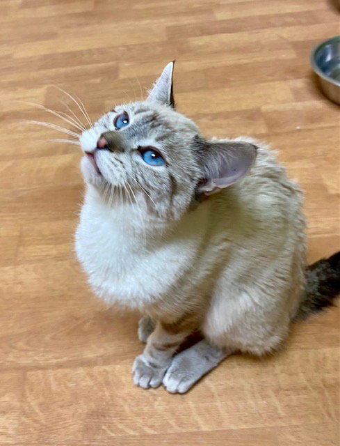 picture of the cat needing adoption