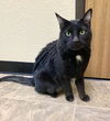 adoptable Cat in , ND named Elijah