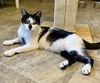adoptable Cat in fargo, ND named Chauncey