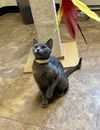 adoptable Cat in , ND named Army