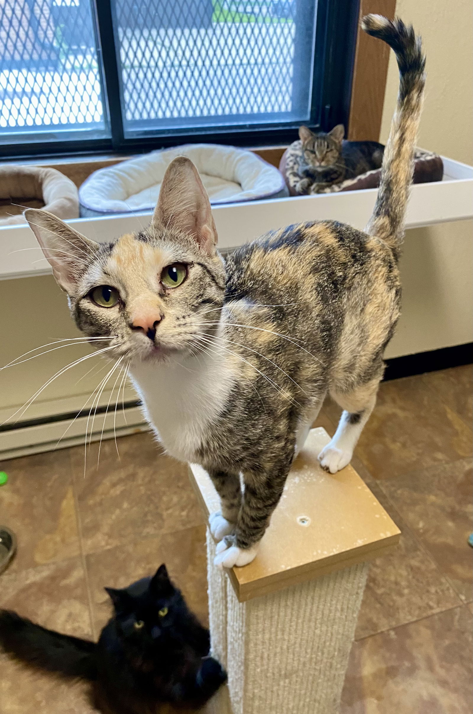 adoptable Cat in Fargo, ND named Nala