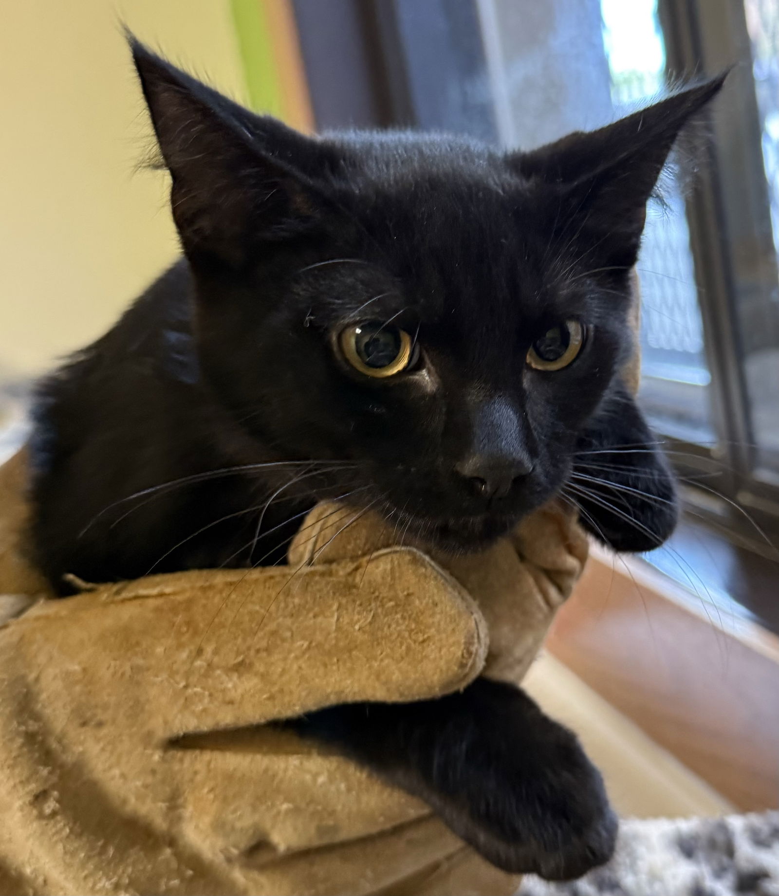 adoptable Cat in Fargo, ND named Panther