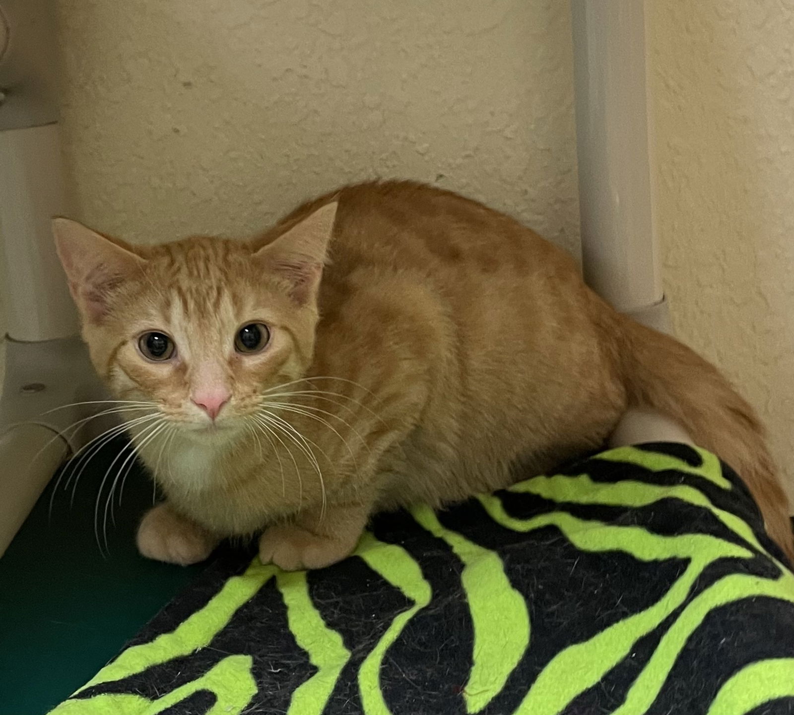 adoptable Cat in Fargo, ND named Leopard