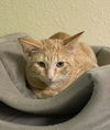 adoptable Cat in fargo, ND named Cheetah