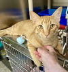 adoptable Cat in , ND named Axton