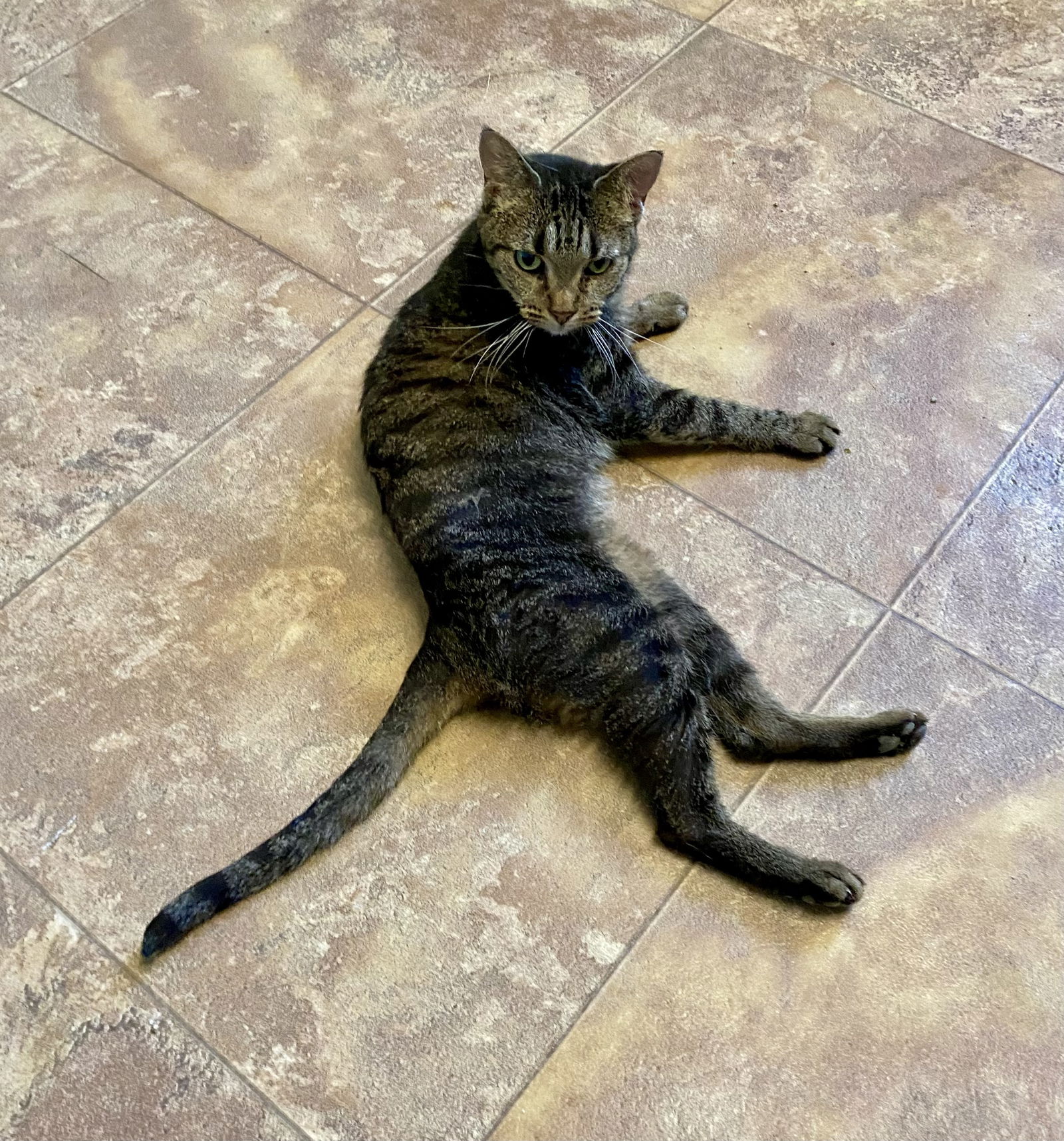 adoptable Cat in Fargo, ND named Carmelo