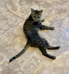 adoptable Cat in fargo, ND named Carmelo