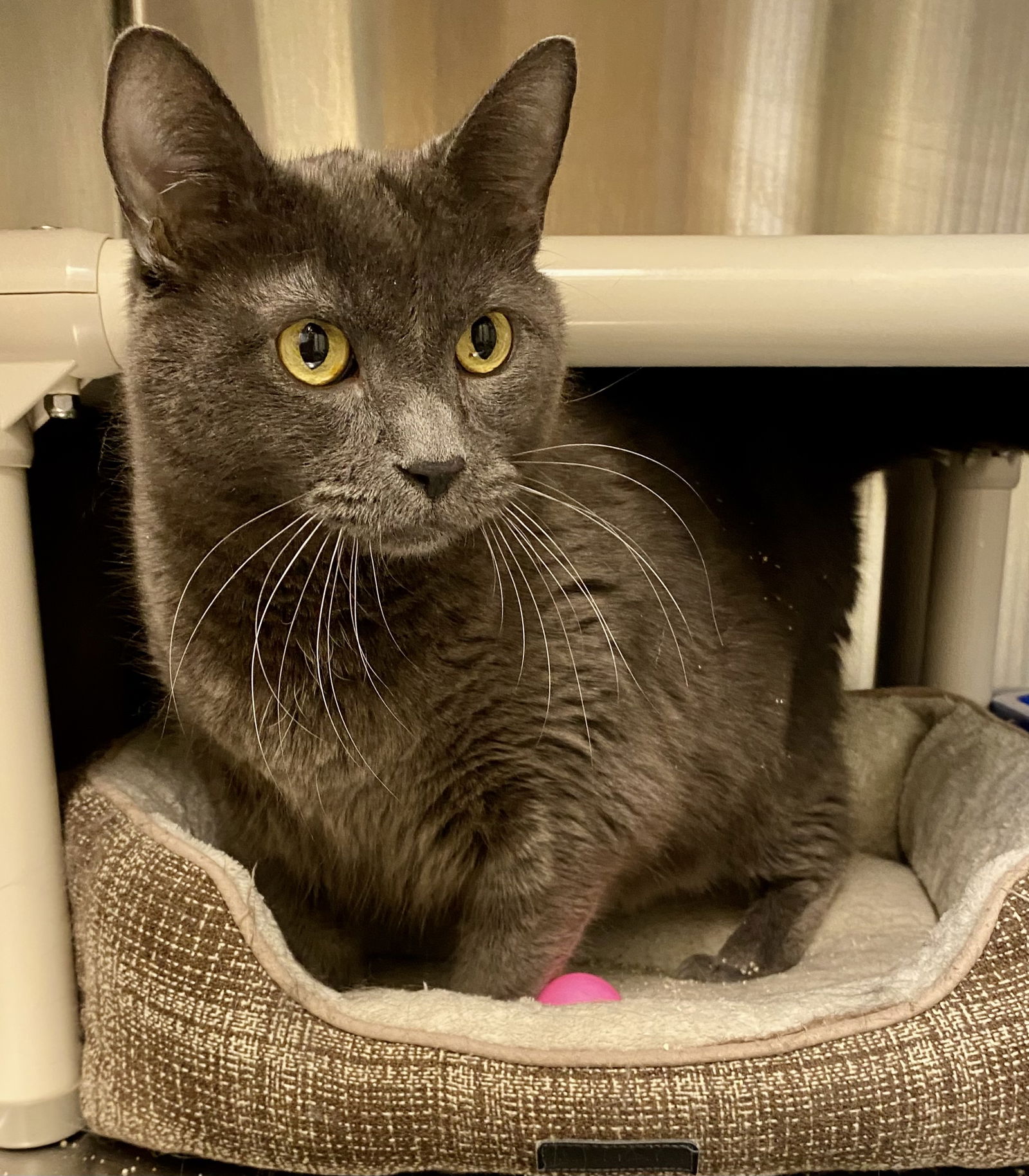 adoptable Cat in Fargo, ND named Simon