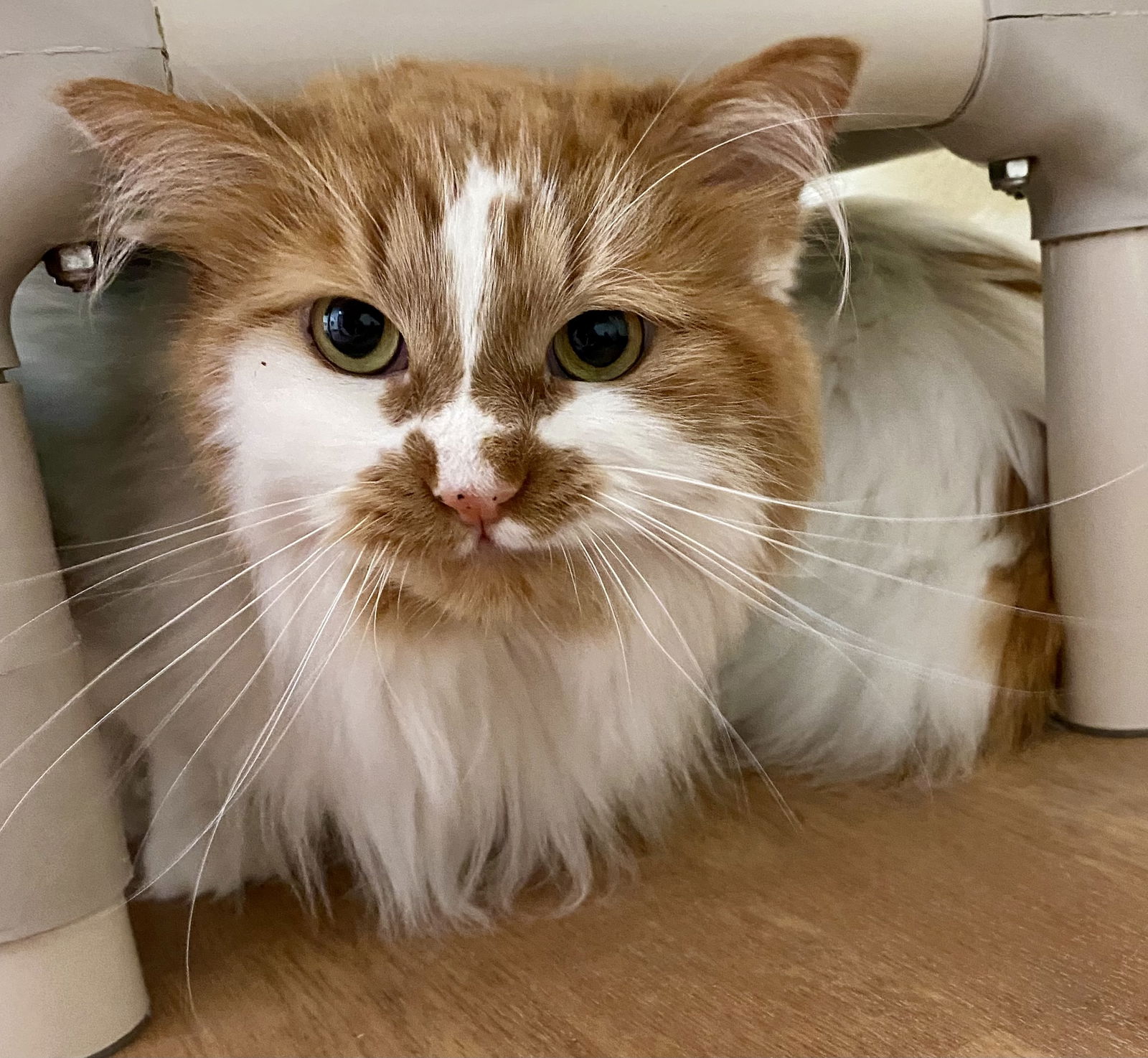adoptable Cat in Fargo, ND named Ragamuffin