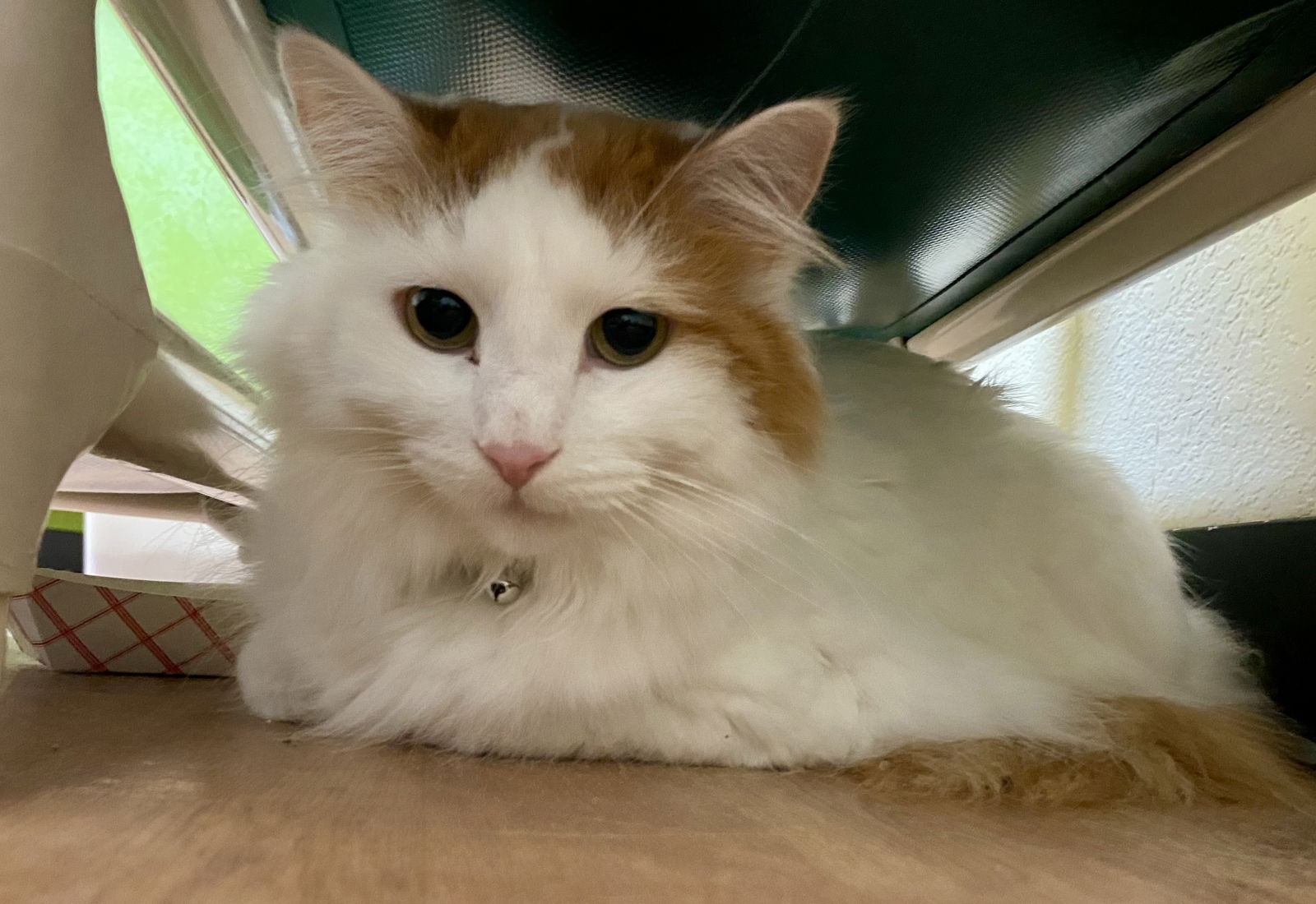 adoptable Cat in Fargo, ND named Rigamarole
