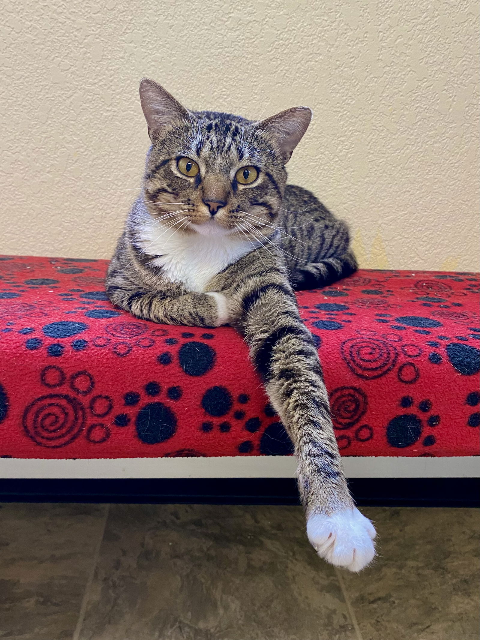 adoptable Cat in Fargo, ND named McMurphy