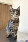 adoptable Cat in  named Festus