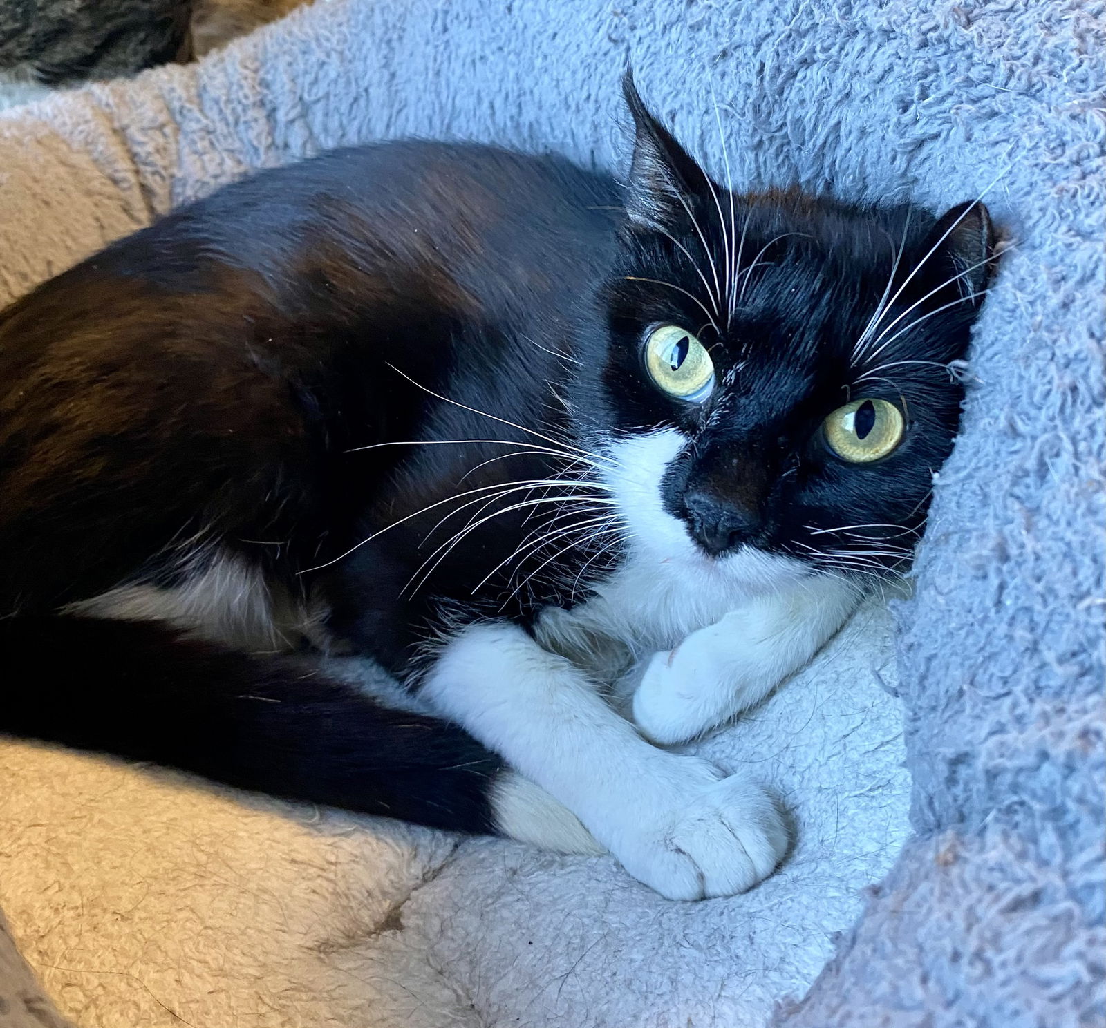 adoptable Cat in Fargo, ND named Tylissa