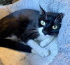 adoptable Cat in  named Tylissa