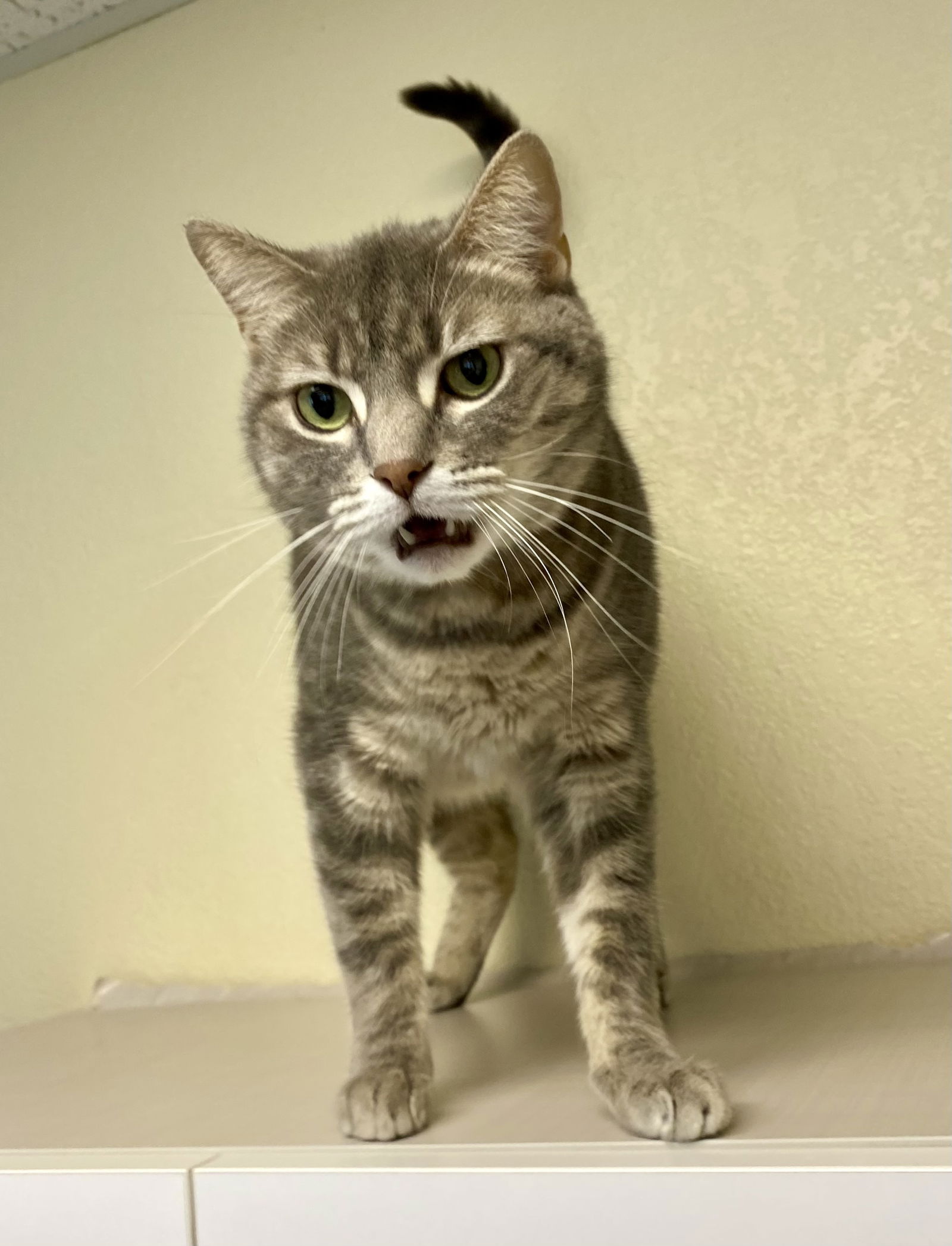adoptable Cat in Fargo, ND named Skylah