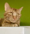 adoptable Cat in  named Kendrick