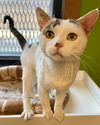 adoptable Cat in , ND named Apache