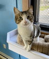 adoptable Cat in , ND named I.O.