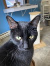 adoptable Cat in , ND named Thadeus