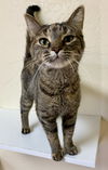 adoptable Cat in , ND named Kienna