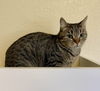 adoptable Cat in , ND named Shannon