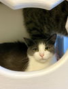 adoptable Cat in , ND named Trivia