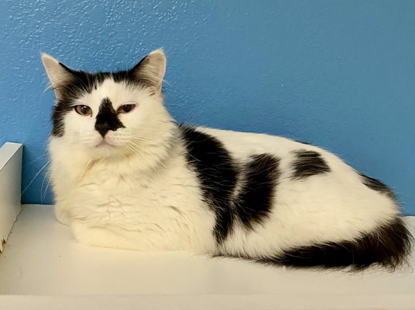 Meowy Todd Lincoln
