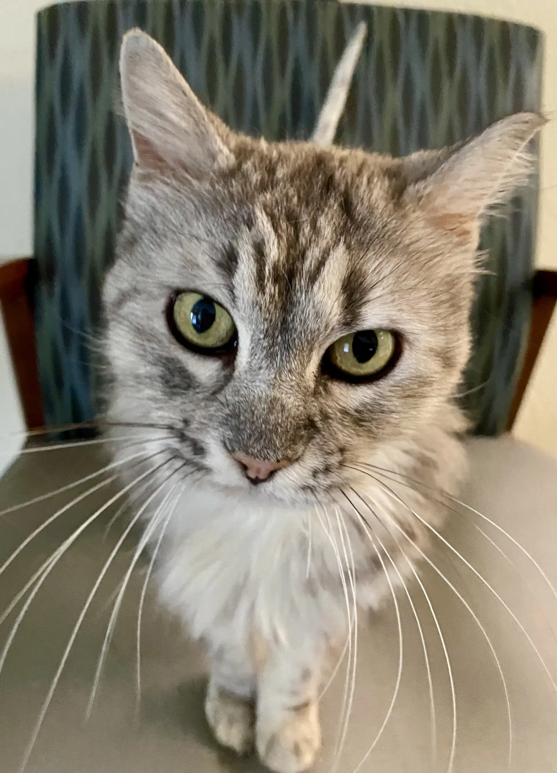 Patsy - Domestic Long Hair