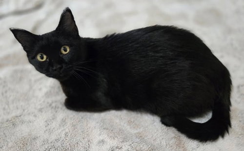 picture of the cat needing adoption