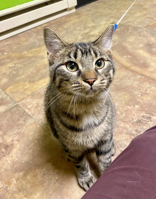 picture of the cat needing adoption