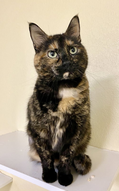 picture of the cat needing adoption