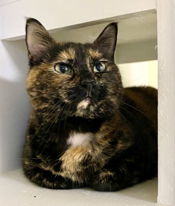 Tawny